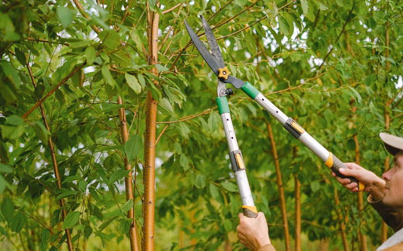 Tree trimming in Mackville, KY